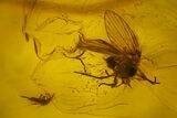 Fossil Fly, Springtail and Beetle In Baltic Amber #142189-1